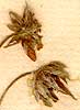 Fragaria collina L., inflorescens x8