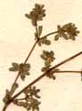 Frankenia pulverulenta L., närbild x6