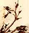 Fraxinus excelsior L., blomställning x8