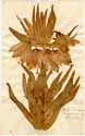 Fritillaria imperialis L., front