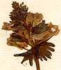 Fumaria bulbosa L., blomställning x8