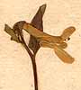 Fumaria bulbosa L., flower x8