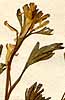 Fumaria caprioides L., inflorescens x8