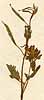 Fumaria caprioides L., blomställning x8