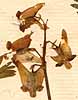 Fumaria cucullaria L., blomställning x8