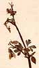 Fumaria vesicaria L., blomställning x8