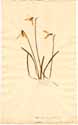 Galanthus nivalis L., framsida