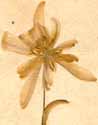 Galanthus nivalis L., flower x6