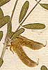 Galega villosa L., inflorescens x8
