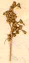 Galenia africana L., inflorescens x8