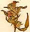 Galeopsis ladanum L., blomställning x8