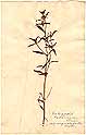 Galeopsis ladanum L., framsida
