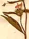 Galeopsis ladanum L., blommor x8