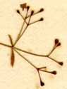 Galium aristatum L., blomställning x8