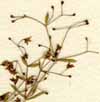Galium aristatum L., blomställning x8