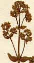 Galium boreale L., blomställning x8