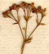 Galium glaucum L., inflorescens x8
