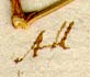 Galium purpureum L., close-up of text