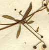 Galium spurium L., frukter x8