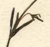 Galium tinctorium L., flower x8