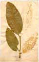 Garcinia mangostana L., framsida