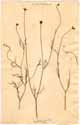 Garidella nigellastrum L., framsida