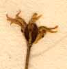 Garidella nigellastrum L., flower x8