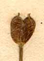 Garidella nigellastrum L., fruits x8