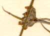 Garidella nigellastrum L., blomma x8