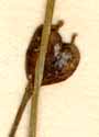 Garidella nigellastrum L., fruits x8