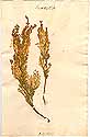 Genista florida L., framsida