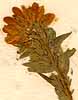 Genista germanica L., inflorescens x8