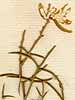 Genista lusitanica L., blomställning x8