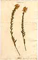 Genista tinctoria L., framsida
