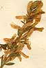 Genista tinctoria L., inflorescens x8