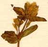 Gentiana aurea L., blommor x5
