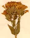 Gentiana centaurium L., inflorescens x5