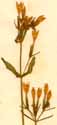Gentiana centaurium L., inflorescens x6