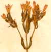 Gentiana centaurium L., blomställning x5
