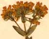 Gentiana centaurium L., inflorescens x5