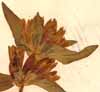 Gentiana cruciata L., blomställning x3