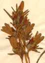 Gentiana decumbens L., blomställning x3