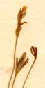 Gentiana filiformis L., blomställning x8