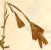 Gentiana pneumonanthe L., blommor x2