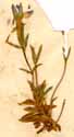 Gentiana pumila L., närbild x5