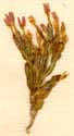 Gentiana centaurium L. ssp. ramosissimum, närbild x6
