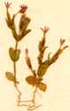 Gentiana centaurium L. ssp. ramosissimum, närbild x6
