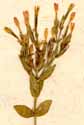 Gentiana centaurium L. ssp. ramosissimum, närbild x5
