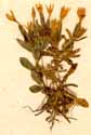 Gentiana centaurium L. ssp. ramosissimum, närbild x5