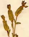 Gentiana utriculosa L., blomställning x4
